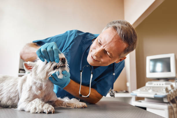 Best Emergency Tooth Extraction in North Grosvenor Dale, CT